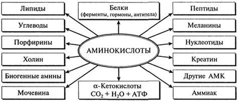 Биологическая значимость взаимодействия аминокислот