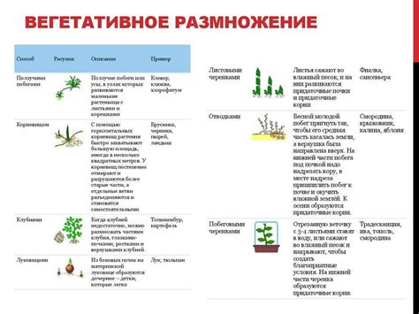 Биологическая особенность