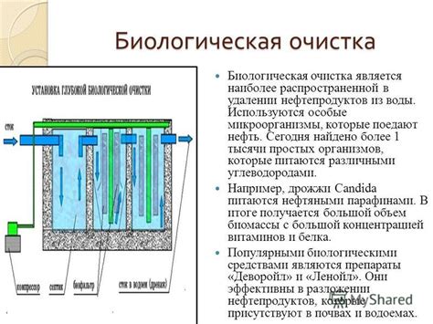 Биологическая очистка угарного газа