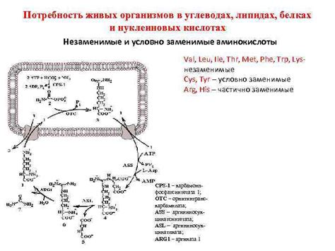 Биологическая потребность в углеводах