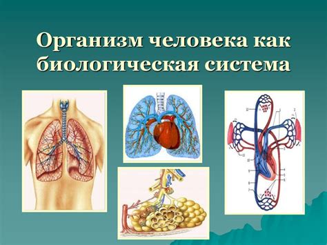 Биологическая энергия организма