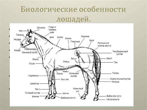 Биологические особенности анатомии собачьего хвоста