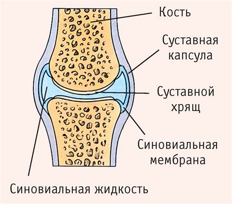 Биологические особенности и структура сустава