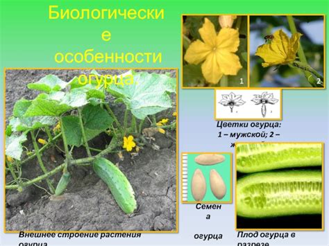 Биологические особенности огурца и его классификация