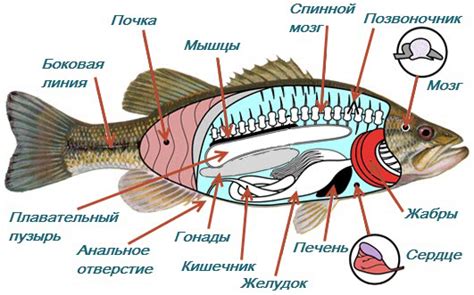 Биологические особенности океанской рыбы