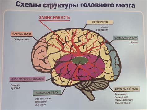 Биологические проблемы, возникающие при употреблении сырого мозга