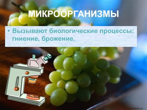 Биологические процессы и гниение