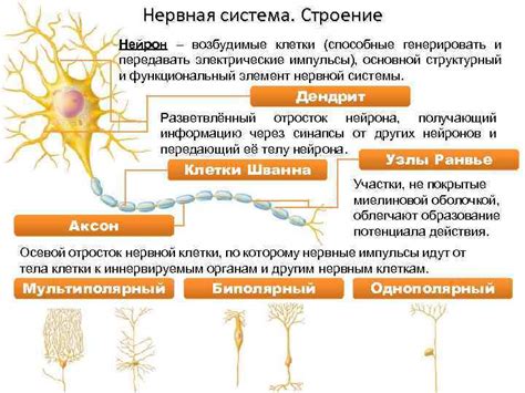 Биологические процессы и нервная система