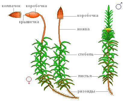 Биологические свойства лена кукушки