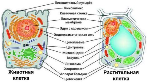 Биологические семейства и структуры жизни