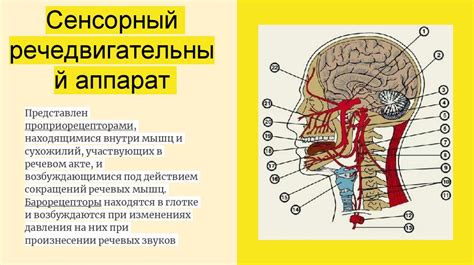 Биологические факторы и нарушения речевого аппарата