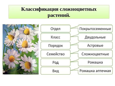 Биологический классификация растений