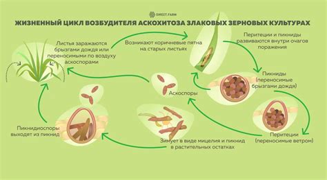 Биологический цикл и распространение пятнистости листьев петрушки