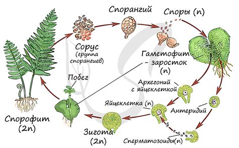 Биологический цикл растения