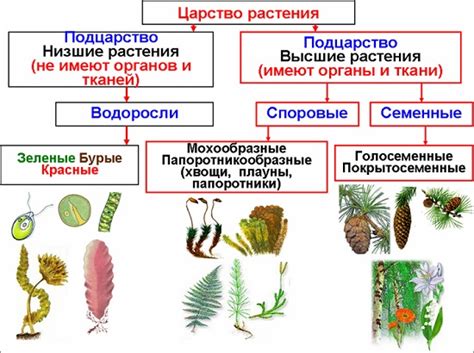 Биологическое описание и значение многощетинковых растений