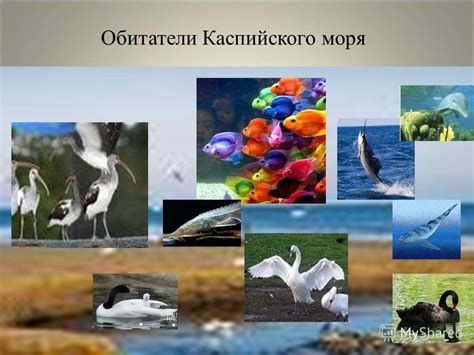 Биологическое разнообразие Каспийского моря