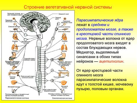 Биологическое строение мозга и нервной системы