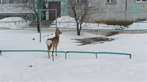 Благоприятные условия для сохранения популяции косуль и их охрана