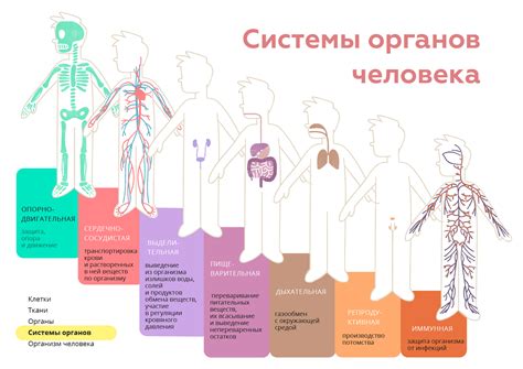 Благотворное воздействие на органы и системы организма