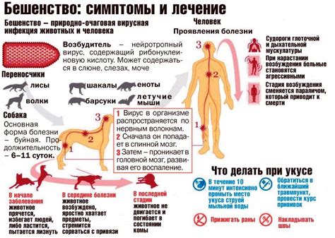 Близость к инфицированным животным