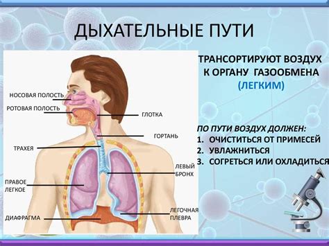 Блокада дыхательных путей и ее последствия для дыхания кошки