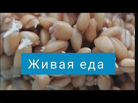 Богатый источник ферментов и антиоксидантов