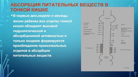 Более эффективная абсорбция питательных веществ