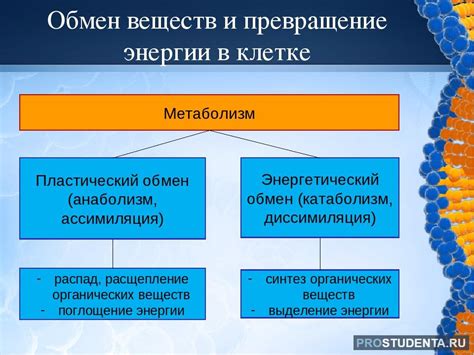 Более эффективный обмен веществ