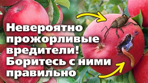 Болезни и вредители: своевременные действия помогут сохранить рост