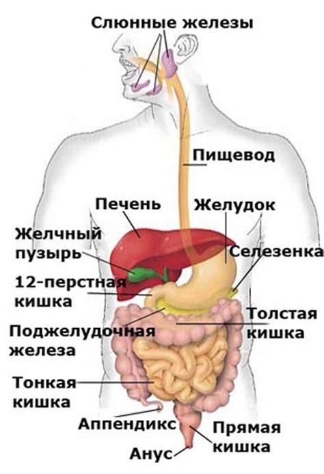 Болезни органов рядом с легкими