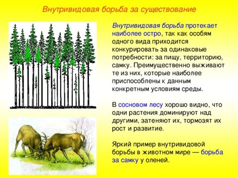 Борьба за территорию и самку