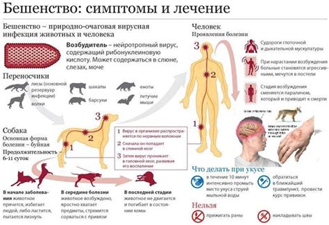 Борьба с бешенством