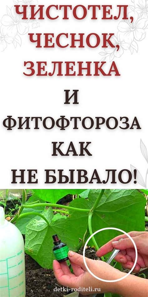 Борьба с вредителями и болезнями: как сохранить здоровье растения