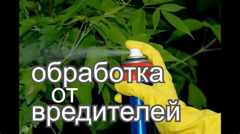 Борьба с вредителями кротона