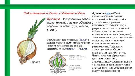 Быстрая и удобная методика открытия луковицы на 4 странице