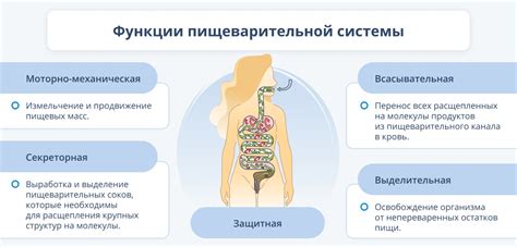 Быстрое переваривание пищи: причины и факторы