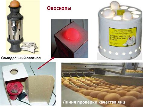 Быстрый тест для определения свежести яйца