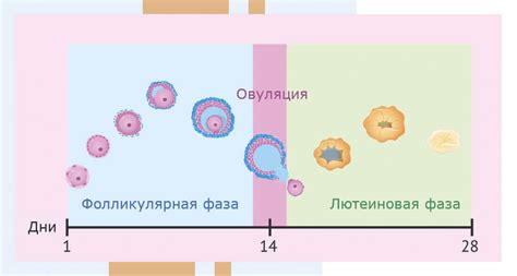 Важная информация о разрыве яичника