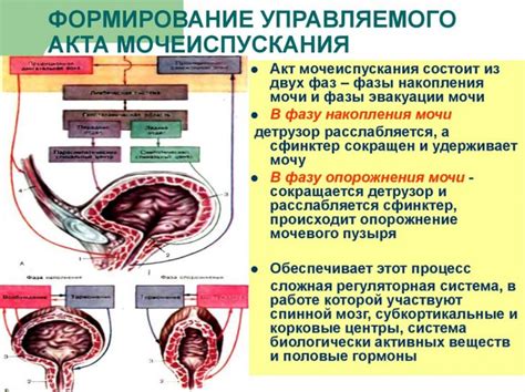 Важная роль мочевого пузыря в организме млекопитающих