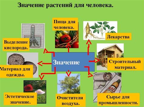 Важная роль растений в экологии и здоровье человека