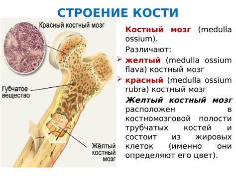 Важная функция красного костного мозга