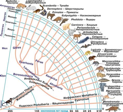 Важнейшие этапы эволюции млекопитающих