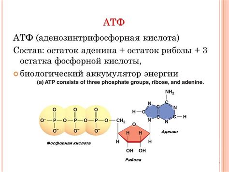 Важность АТФ в организме