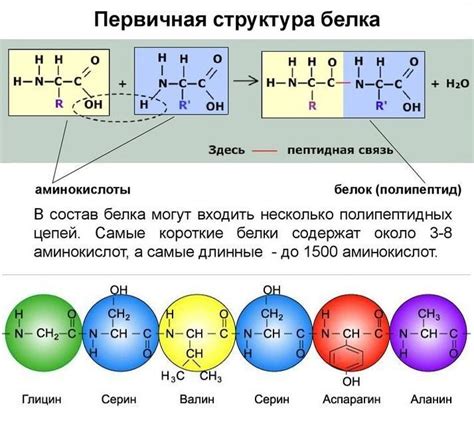 Важность белка и аминокислот