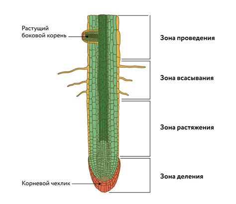 Важность его функций