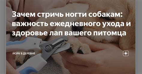 Важность ежедневного ухода за альвеолами