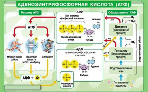 Важность запаса энергии в клеточных процессах