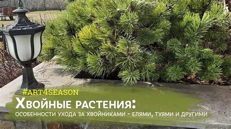 Важность зимнего ухода за хвойными растениями