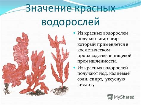 Важность изучения водорослей для науки и промышленности