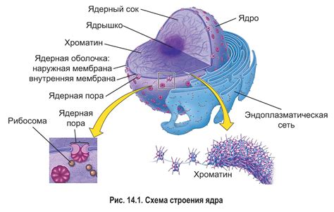 Важность исследований ядра растительной клетки для науки и применений